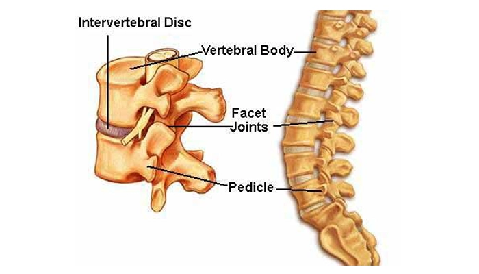 Intervertebral Discs