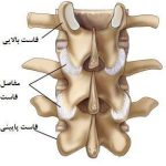 Facet joint
